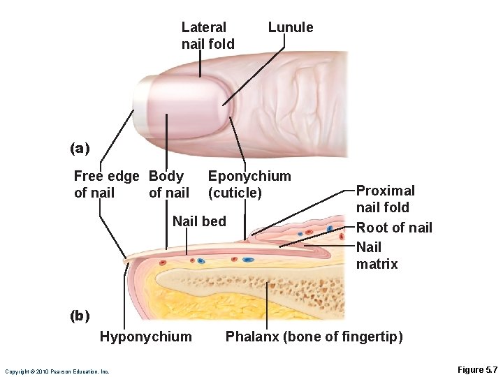 Lateral nail fold Lunule (a) Free edge Body of nail Eponychium (cuticle) Nail bed