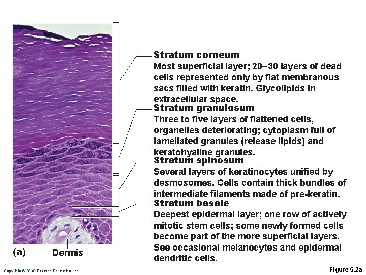 (a) Dermis Copyright © 2010 Pearson Education, Inc. Stratum corneum Most superficial layer; 20–