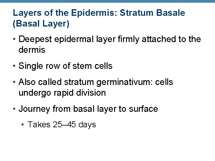 Layers of the Epidermis: Stratum Basale (Basal Layer) • Deepest epidermal layer firmly attached