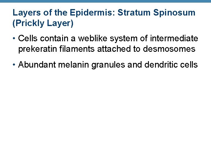 Layers of the Epidermis: Stratum Spinosum (Prickly Layer) • Cells contain a weblike system