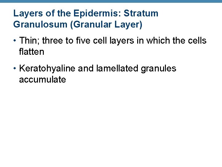 Layers of the Epidermis: Stratum Granulosum (Granular Layer) • Thin; three to five cell