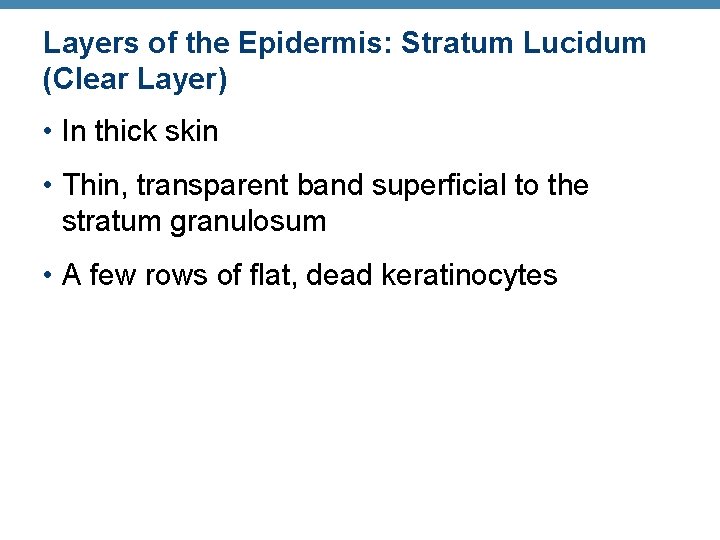 Layers of the Epidermis: Stratum Lucidum (Clear Layer) • In thick skin • Thin,