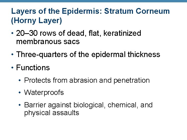 Layers of the Epidermis: Stratum Corneum (Horny Layer) • 20– 30 rows of dead,