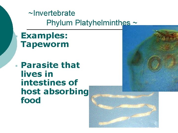 ~Invertebrate Phylum Platyhelminthes ~ § § Examples: Tapeworm Parasite that lives in intestines of
