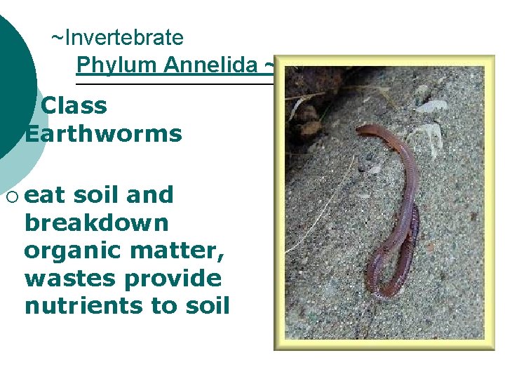 ~Invertebrate Phylum Annelida ~ ¡ Class Earthworms ¡ eat soil and breakdown organic matter,