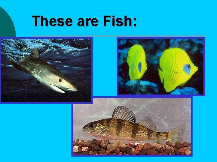 These are Fish: 