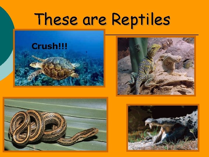 These are Reptiles Crush!!! 