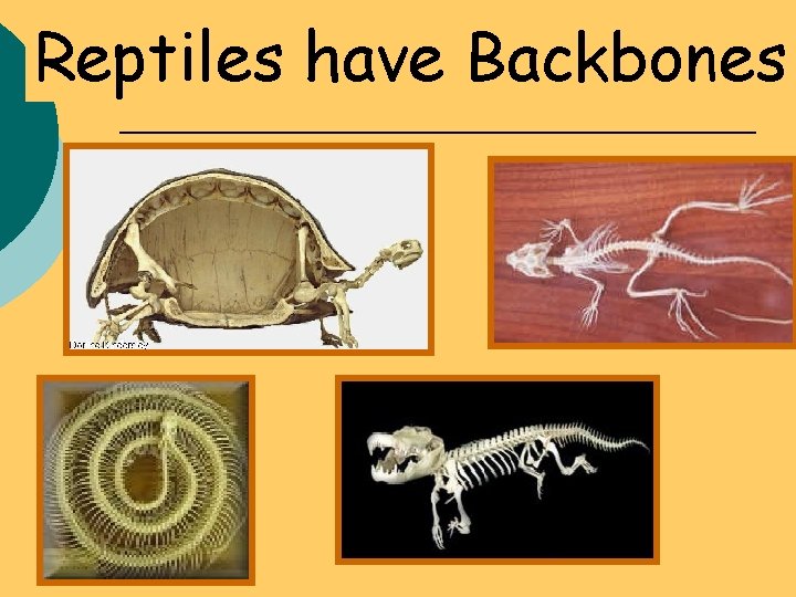 Reptiles have Backbones 