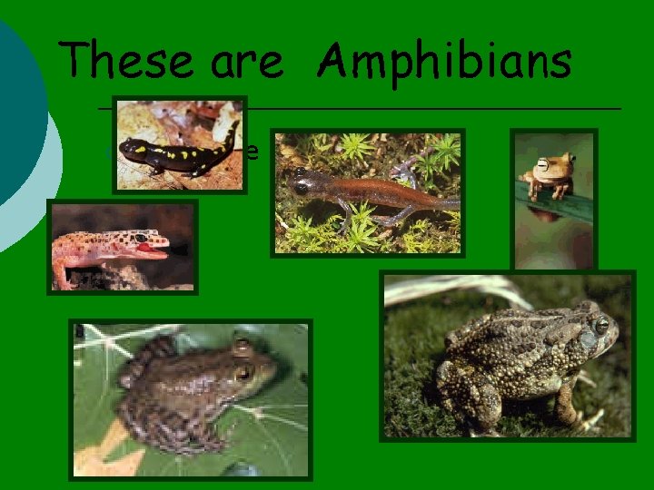 These are Amphibians ¡ These are Amphibians 