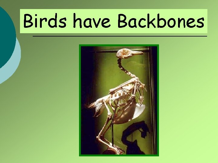 Birds have Backbones 