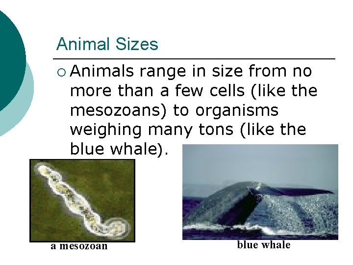 Animal Sizes ¡ Animals range in size from no more than a few cells