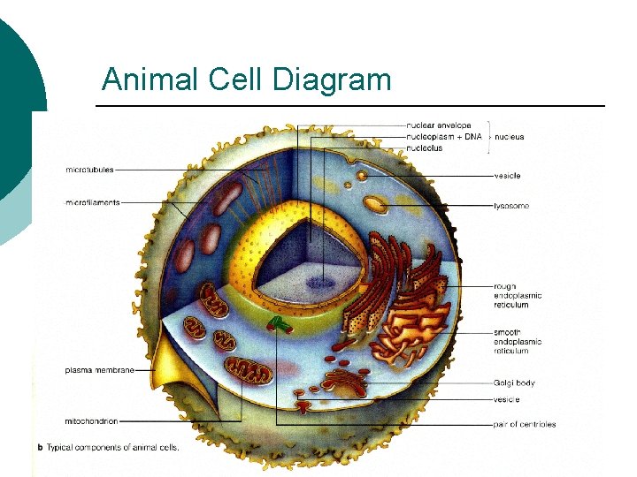 Animal Cell Diagram 
