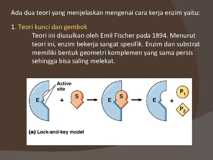 Ada dua teori yang menjelaskan mengenai cara kerja enzim yaitu: 1. Teori kunci dan