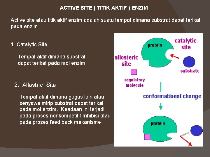 ACTIVE SITE ( TITIK AKTIF ) ENZIM Active site atau titik aktif enzim adalah