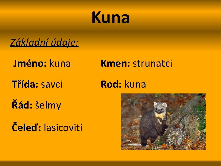 Kuna Základní údaje: Jméno: kuna Kmen: strunatci Třída: savci Rod: kuna Řád: šelmy Čeleď: