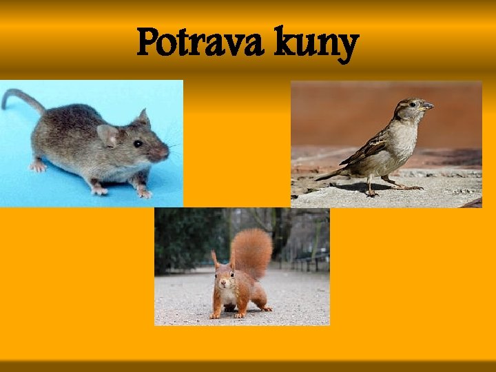 Potrava kuny 