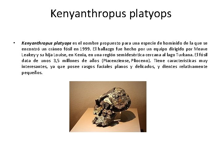 Kenyanthropus platyops • Kenyanthropus platyops es el nombre propuesto para una especie de homínido