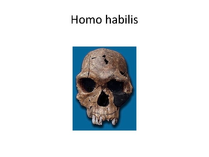 Homo habilis 