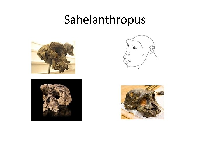 Sahelanthropus 