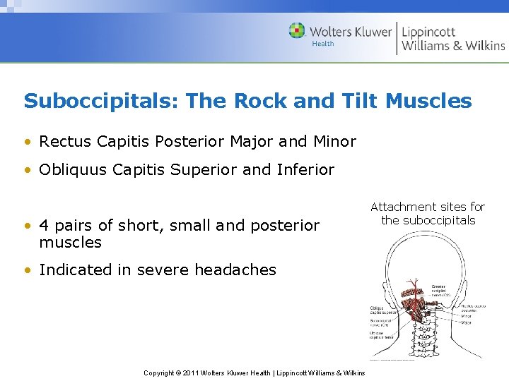 Suboccipitals: The Rock and Tilt Muscles • Rectus Capitis Posterior Major and Minor •
