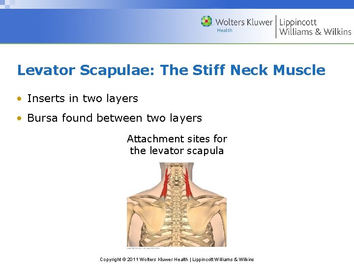 Levator Scapulae: The Stiff Neck Muscle • Inserts in two layers • Bursa found