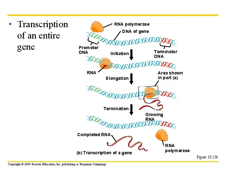  • Transcription of an entire gene RNA polymerase DNA of gene Promoter DNA
