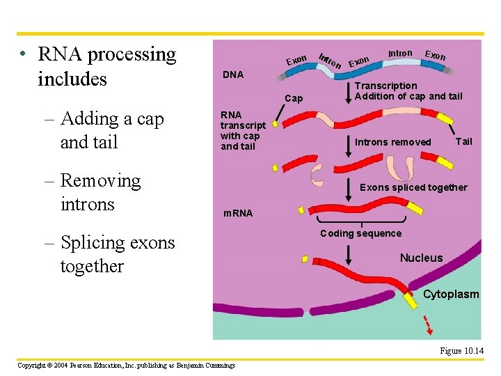  • RNA processing includes n Exo – Removing introns ron n Exo Intron
