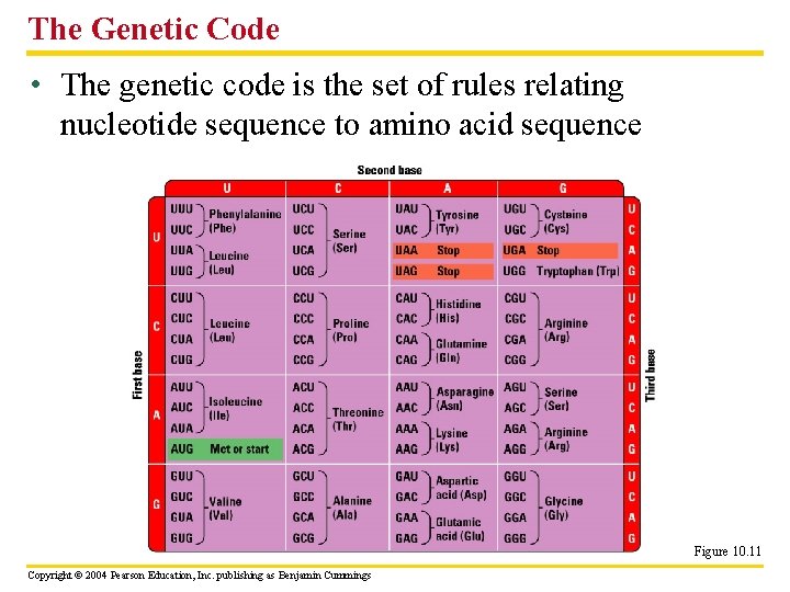 The Genetic Code • The genetic code is the set of rules relating nucleotide