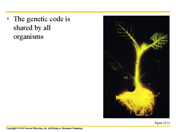  • The genetic code is shared by all organisms Figure 10. 12 Copyright