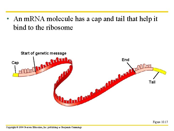  • An m. RNA molecule has a cap and tail that help it