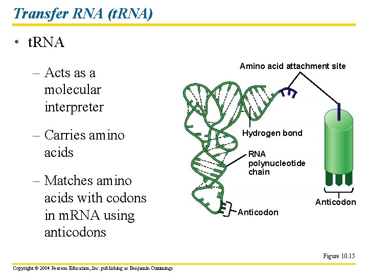 Transfer RNA (t. RNA) • t. RNA – Acts as a molecular interpreter –