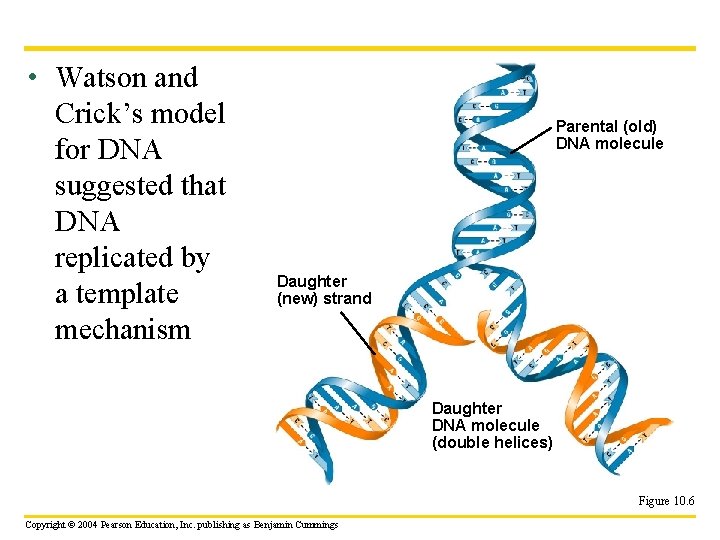  • Watson and Crick’s model for DNA suggested that DNA replicated by a