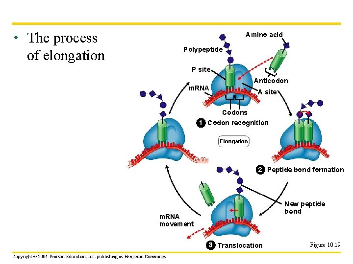  • The process of elongation Amino acid Polypeptide P site Anticodon m. RNA