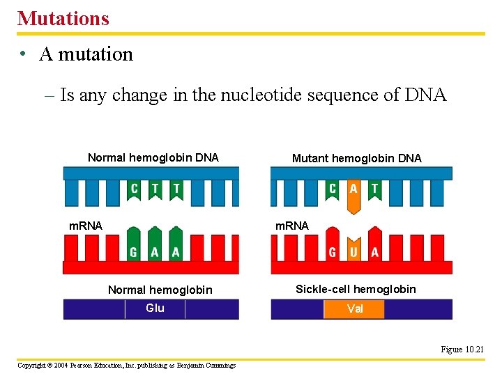 Mutations • A mutation – Is any change in the nucleotide sequence of DNA
