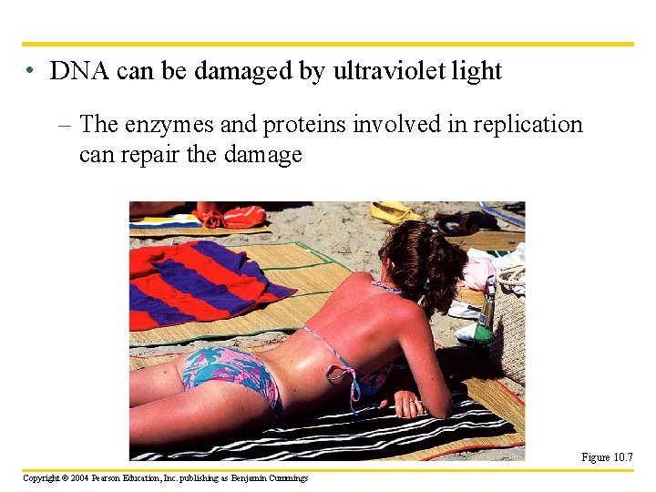  • DNA can be damaged by ultraviolet light – The enzymes and proteins