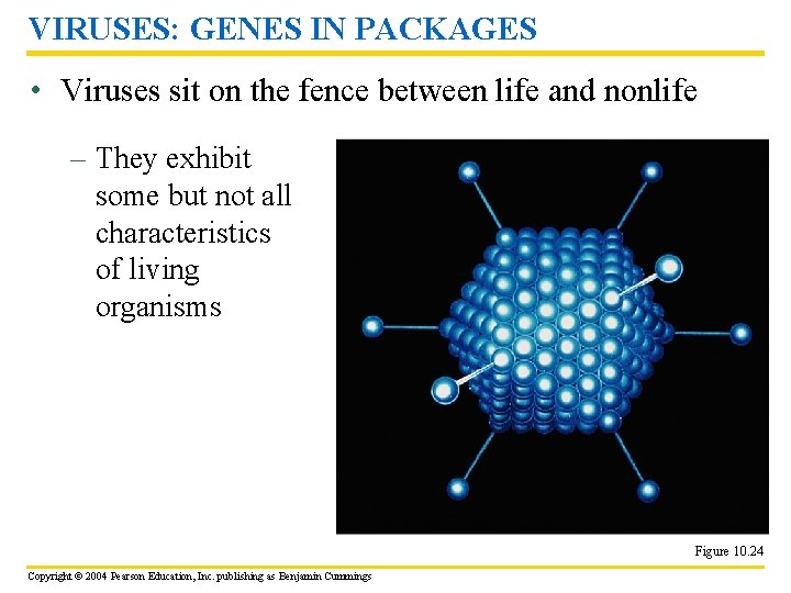 VIRUSES: GENES IN PACKAGES • Viruses sit on the fence between life and nonlife