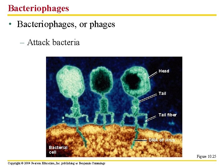 Bacteriophages • Bacteriophages, or phages – Attack bacteria Head Tail fiber DNA of virus