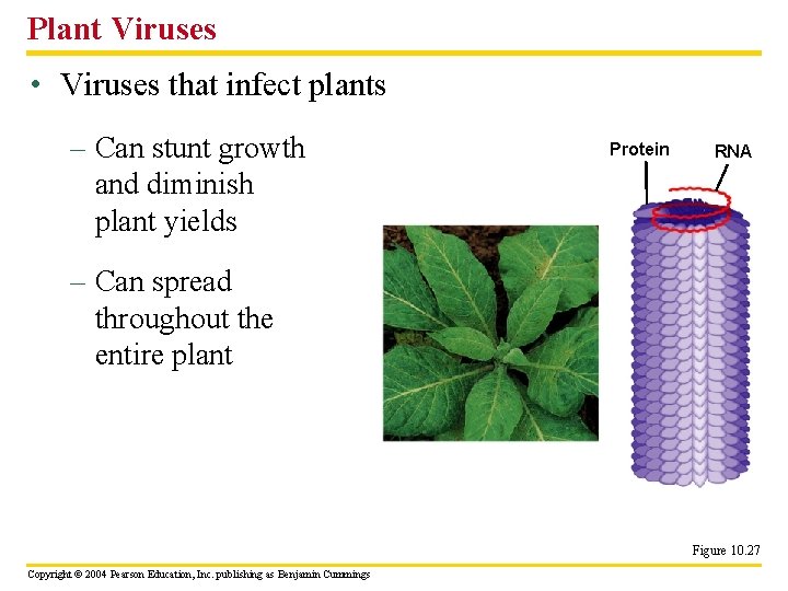 Plant Viruses • Viruses that infect plants – Can stunt growth and diminish plant