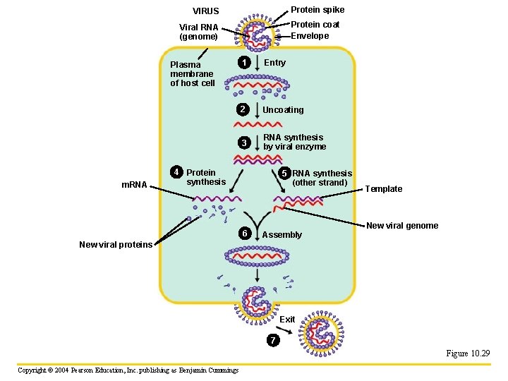Protein spike VIRUS Protein coat Envelope Viral RNA (genome) Plasma membrane of host cell