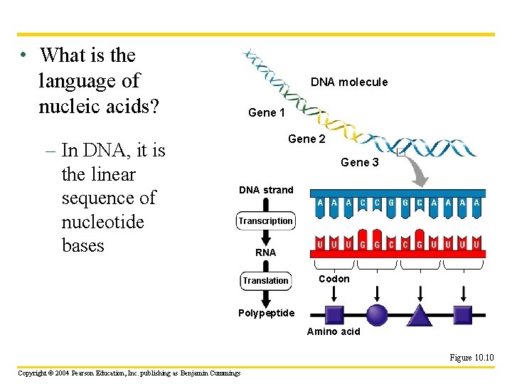  • What is the language of nucleic acids? – In DNA, it is