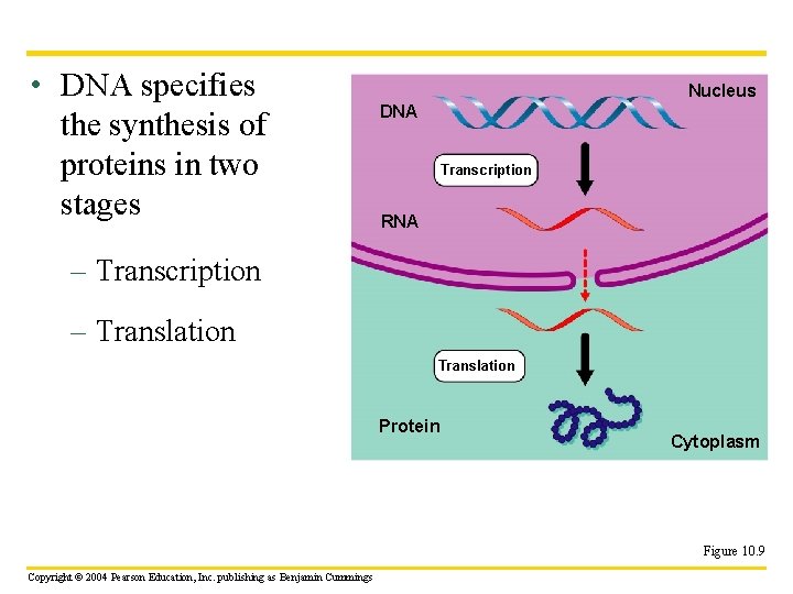  • DNA specifies the synthesis of proteins in two stages Nucleus DNA Transcription