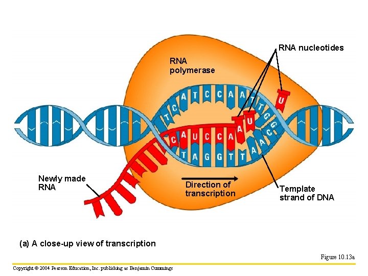 RNA nucleotides RNA polymerase Newly made RNA Direction of transcription Template strand of DNA