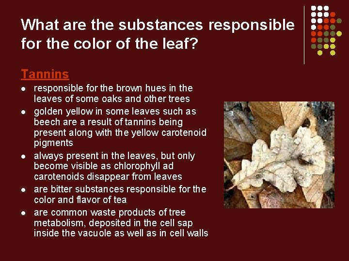 What are the substances responsible for the color of the leaf? Tannins l l