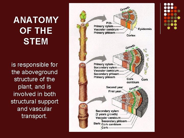 ANATOMY OF THE STEM is responsible for the aboveground structure of the plant, and