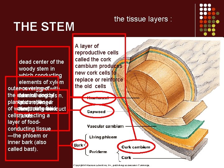 THE STEM dead center of the woody stem in which conducting elements of xylem