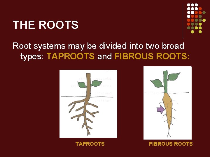 THE ROOTS Root systems may be divided into two broad types: TAPROOTS and FIBROUS