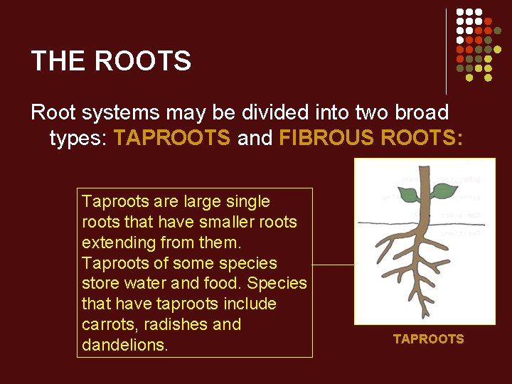 THE ROOTS Root systems may be divided into two broad types: TAPROOTS and FIBROUS