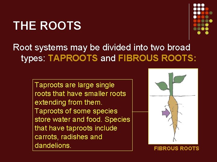 THE ROOTS Root systems may be divided into two broad types: TAPROOTS and FIBROUS