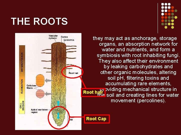 THE ROOTS they may act as anchorage, storage organs, an absorption network for water