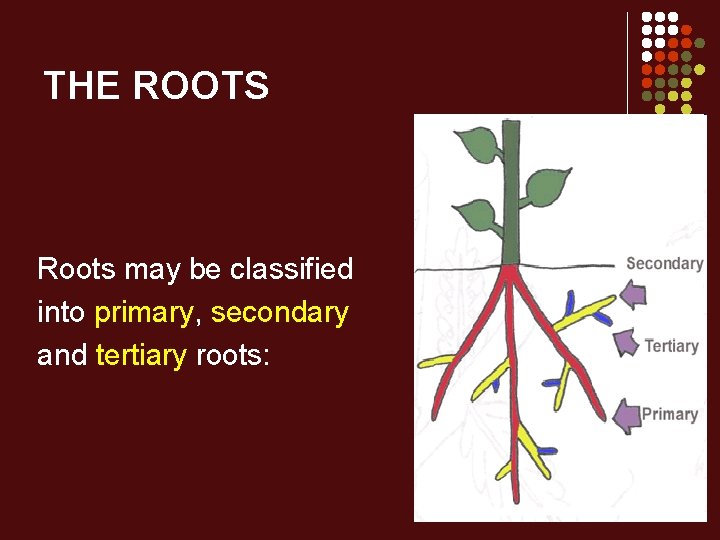 THE ROOTS Roots may be classified into primary, secondary and tertiary roots: 